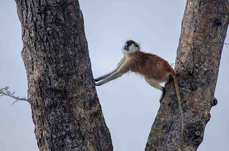 Mono Rojo o Patas Monkey - parque nacional de las cataratas Murchison - Uganda 2.jpg